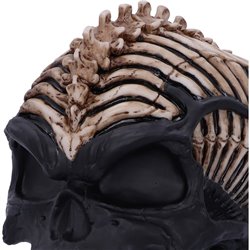 Spine Head Skull