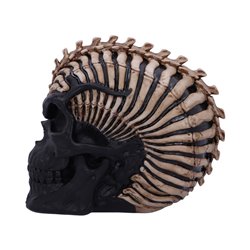 Spine Head Skull